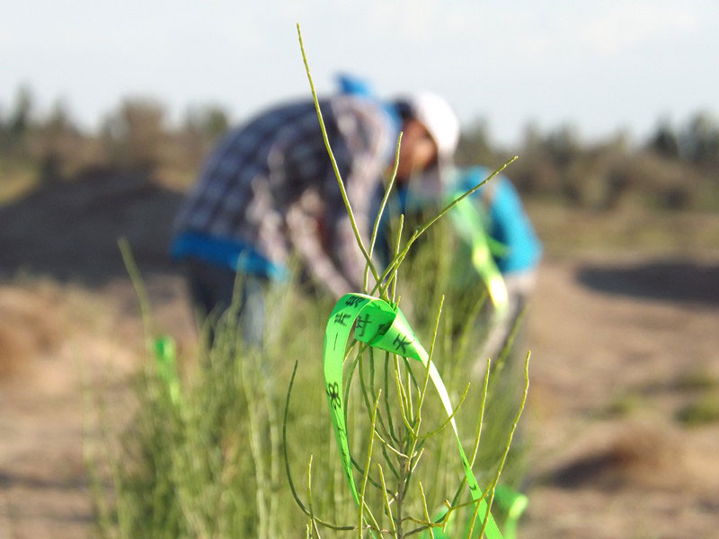 7��14�����磬��ҁ��������֌���ٛ�ߵľG�z��ϵ��������������ͽz����ꖹ����ҫ���W���Gɫ�Ĺ�â��