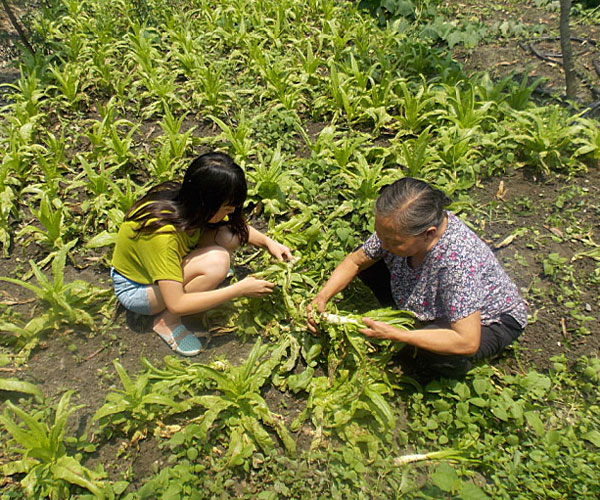 ��������æ�_�y��ժ�Ĳ˲��ϸ�ժ��Ч�ʵ�����(j��ng)�^������Ϥ��ָ��(d��o)���ܿ�꠆T���M���ˠ�B(t��i)��