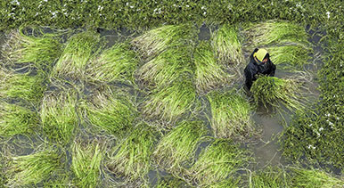 江蘇海安：采收水芹菜