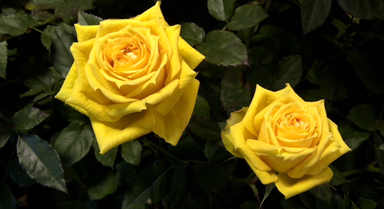 延時(shí)攝影看黃月季明媚綻放